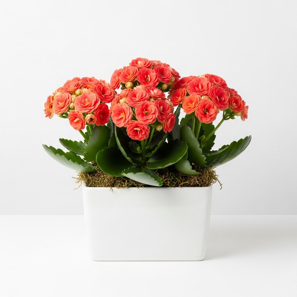 Calandiva & Kalanchoe